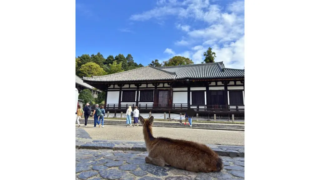 不空羂索観音（鹿皮観音）の魅力とは？｜東大寺 法華堂（三月堂） | 心