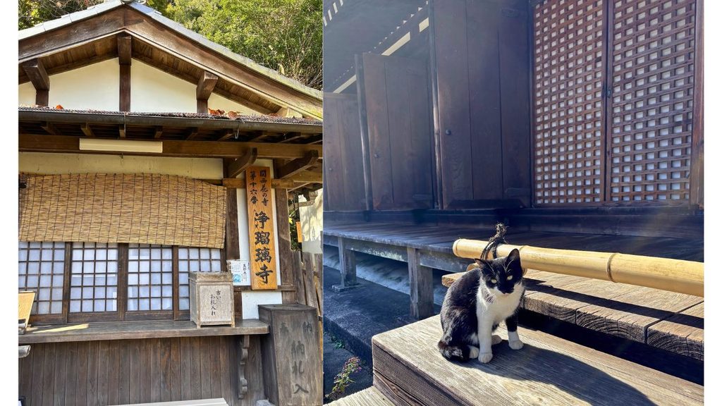 本堂前の猫